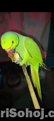 রিংনেট পুরুষ টিয়া